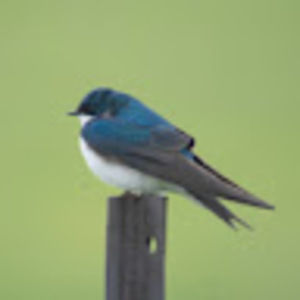 Meet your Posher, Triphammer